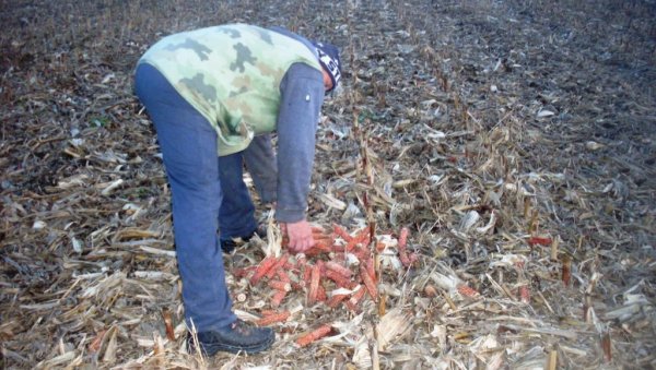 ПАБИРЧЕЊЕМ СЕ ГРЕЈУ И СТОКУ ХРАНЕ: У атарима Сивца на око 15.500 хектара сакупљају се плодови и еколошки огрев