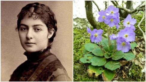 CVET KAO SIMBOL SRPSKE POBEDE: Natalijina ramonda je ime dobila po kraljici, a evo zbog čega je izabrana za amblem Dana primirja