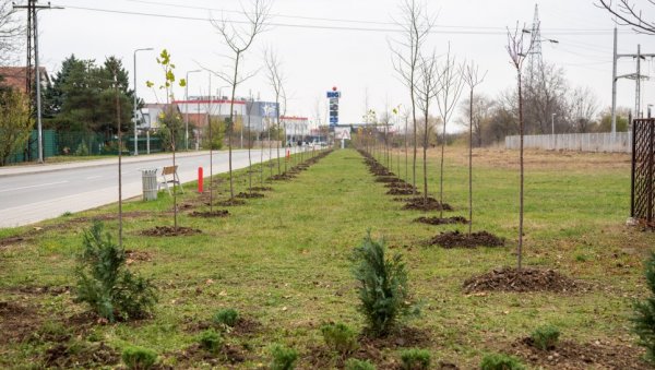 ПЛАТАНИ КРАСЕ БУЛЕВАР: Чак 95 стабала засађено у насељу Багљаш