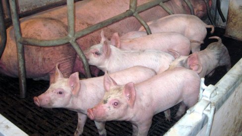 ХАПШЕЊЕ ЗБОГ НЕЛЕГАЛНОГ ТРАНСПОРТА СВИЊА: Акција полиције у Рашки, ево колика казна прети осумњиченима ХАПШЕЊЕ ЗБОГ НЕЛЕГАЛНОГ ТРАНСПОРТА СВИЊА: Акција полиције у Рашки, ево колика казна прети осумњиченима
