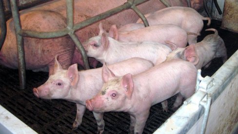 PAD CENE STOKE NA PIJACAMA: Prasići mogu da se pazare za 400 dinara po kilogramu