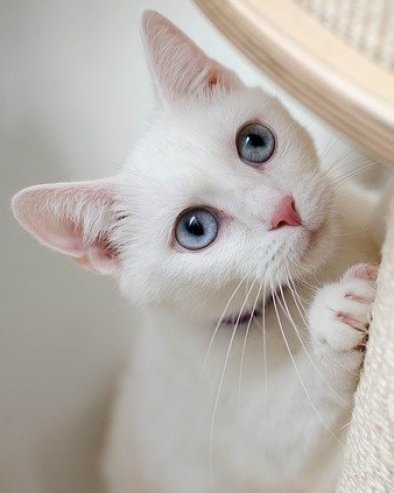 ВЕТЕРИНАРИ АПЕЛУЈУ: Ако ваша мачка хода по снегу, одмах јој оперите шапе - можете јој спасити живот