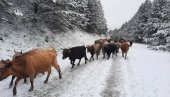 ОТПОРНЕ БУШЕ ЛАКО ПОДНОСЕ ЗИМУ: Стока са Старе планине силази у ниже пределе (ФОТО)