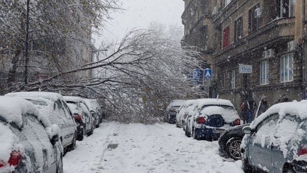 ПАЛО ДРВО У КОСОВСКОЈ УЛИЦИ: Колапс у центру Београда (ФОТО/ВИДЕО)