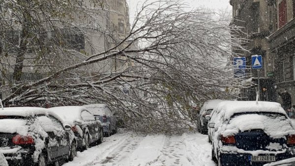 ЗА ПАД СТАБЛА ИЛИ ГРАНЕ: Зеленилу стигло 1048 пријава за последњих 48 сати