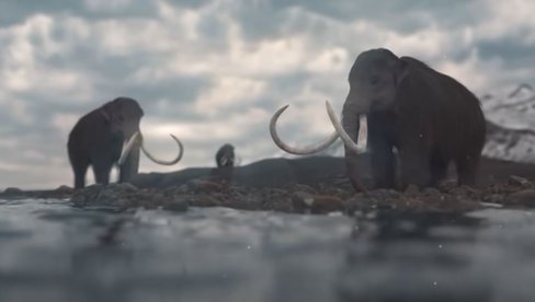 MISTERIOZNI NESTANAK MAMUTA: Poznato kako je izumrla poslednja populacija mamuta