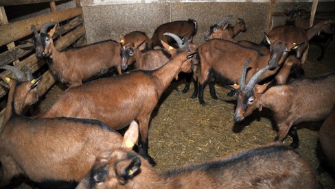 VIKTOR PREDLOŽIO RODITELJIMA DA UZGAJAJU ALPSKE KOZE: Svakoj od njih dao ime, a one mu neplanirano donele prihod