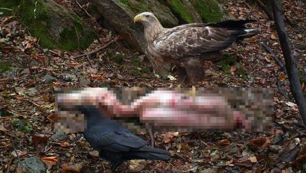 ХРАНИЛИШТЕ, А НЕ ЗАРАЗА: Животињски отпад на Вршачким планинама без разлога узнемирио јавност