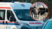 ОЗБИЉНЕ РАНЕ: Пси у Панчеву изуједали раднике, хоспитализовани са тешким повредама ОЗБИЉНЕ РАНЕ: Пси у Панчеву изуједали раднике, хоспитализовани са тешким повредама