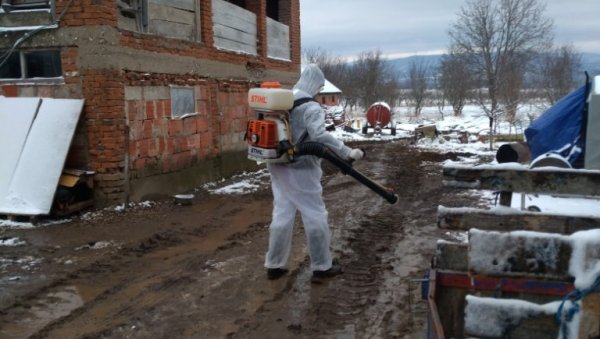 АФРИЧКА КУГА СВИЊА У ТРГОВИШТУ: Три села у зараженом подручју