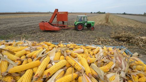 PALA CENA KUKURUZA I SOJE: Evo kakve su ponuda i potražnja na tržištu