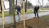 NOVIH 12 STABLA U BULEVARU NIKOLE TESLE: Obnovljen drvored koji su uništili vandali tokom vikenda