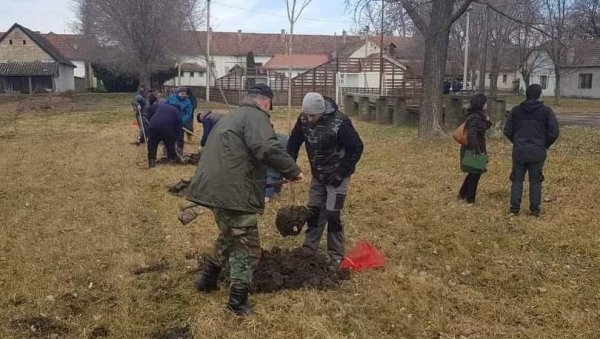 САРАДЊА МЕСНЕ ЗАЈЕДНИЦЕ НОВИ ИТЕБЕЈ И ВОЈВОДИНА ШУМА: Организована акција пошумљавања (ФОТО)