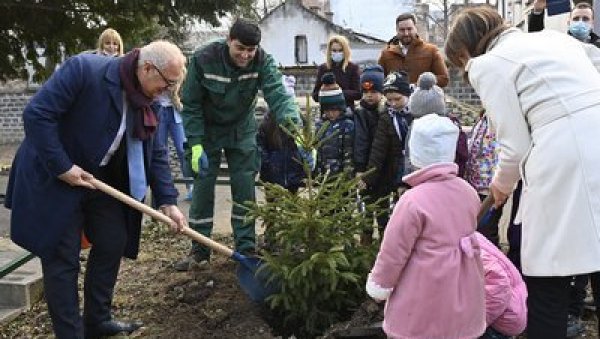 ПОЧЕЛА САДЊА ЈЕЛКИ КОЈЕ ГРАД ДОНИРА ВРТИћИМА: Нова јелка у вртићу Скадарлија