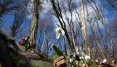 STIŽE PROLEĆE: Pojavile se visibabe na Fruškoj gori (FOTO)