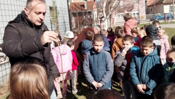 АКЦИЈА „ЗАСАДИ ДРВО” У ПАРАЋИНУ: Најмлађи основци украсили белим бором школска дворишта (фото)