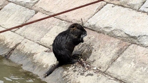 НЕ, НИЈЕ ДАБАР, НИТИ НЕСТАЛИ КУЋНИ ЉУБИМАЦ: Снимак необичне животиње са Новог Београда освануо на друштвеним мрежама (ВИДЕО)