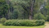 BIZARNE SANKCIJE ZAPADA: Posle mačaka, nepoželjan i hrast slavnog ruskog pisca (FOTO/VIDEO)