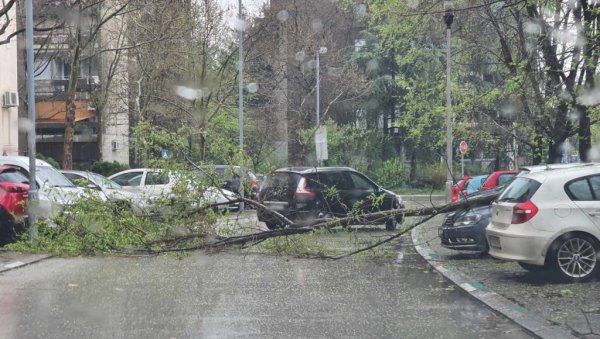 ПАДА ДРВЕЋЕ ЗБОГ ЈАКОГ ВЕТРА: Невреме оборило стабло на Новом Београду, оштећени аутомобили (ФОТО)