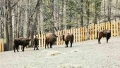 FRUŠKA GORA DOM BIZONA: Novi stanovnici vojvođanske planine