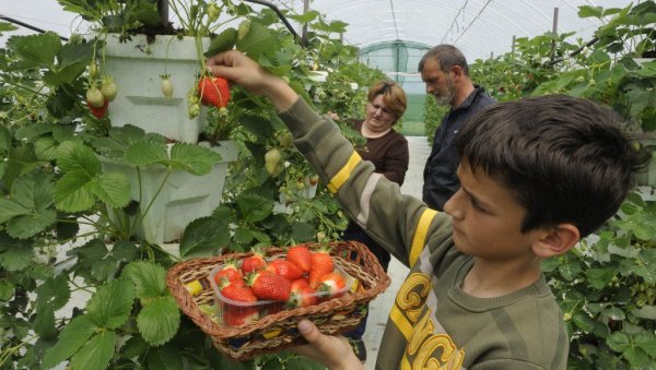 КИЛО ЈАГОДА 700 ДИНАРА: Прво воће из пластеника стиже за недељу, док ће се почетком маја брати на отвореном