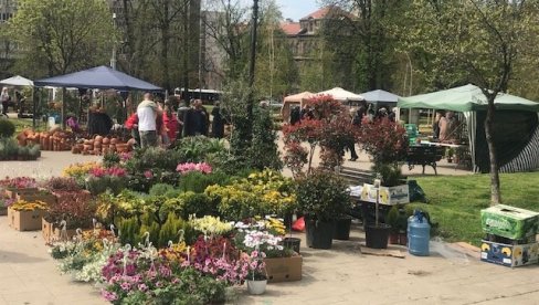 OD LAVANDE DO MUŠKATLE: Otvorena izložba cveća u parku Manjež