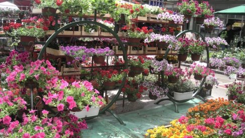 УЛАГАЊА СЕ ВРАЋАЈУ ЗА 9 МЕСЕЦИ: Како постати успешан произвођач цвећа у Србији