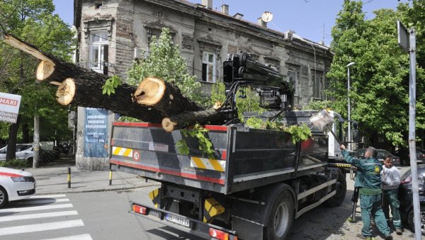 КЕСТЕН СЛУПАО ТРИ АУТОМОБИЛА: Пало дрво у Цариградској улици на Дорћолу