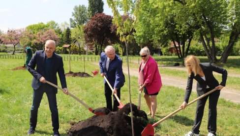 NOVE SADNICE NA LEVOJ OBALI SAVE: Zasađena stabla javora u okviru akcije Drvo za Beograd