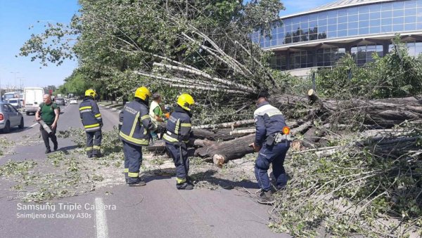 ПАЛО ДРВО У БУЛЕВАРУ ВОЈВОДЕ МИШИЋА: Отежан саобраћај - екипе на терену (ФОТО)