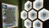 МУЗЕЈ У ЗРЕЊАНИНУ БОГАТИЈИ ЗА ЈЕДАН СЕГМЕНТ: Лековито биље средњег Баната стална поставка МУЗЕЈ У ЗРЕЊАНИНУ БОГАТИЈИ ЗА ЈЕДАН СЕГМЕНТ: Лековито биље средњег Баната стална поставка