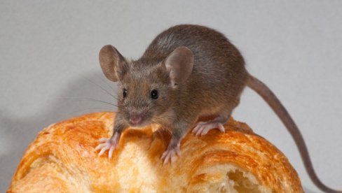 BITKA PROTIV GLODARA: U Paraćinu u ponedeljak deratizacija