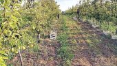 MRAZ POBRAO ROD:  Poljoprivrednici u Srpskoj nezadovoljni prinosom, najviše pogođeni voćari (FOTO)