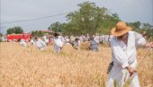 ŠUM ZRELOG ŽITA I OTKOSI STAROG BANATA: Žetelački dani u selu Mužlja kod Zrenjanina (FOTO)