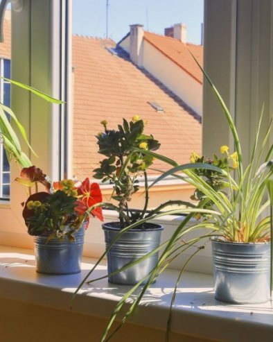 ХВАТА ВАМ СЕ БУЂ НА ЗИДОВИМА: Ево како да на природан начин спречите проблем (ФОТО)