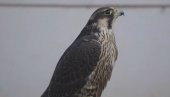 НАУЧНИЦИ ЗАПАЊЕНИ: Градски јастреб користи семафоре за лов
