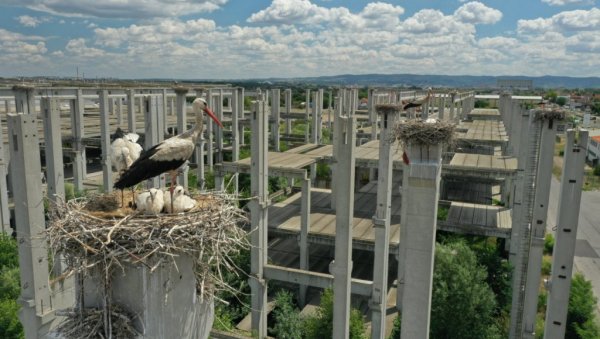 У ГНЕЗДИМА 70 МЛАДУНАЦА: Колонија белих рода у Новом Саду све бројнија