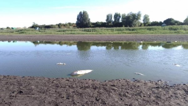 УГИНУЛЕ ТРИ ТОНЕ РИБЕ: Језеро код Сомбора готово пресушило, није остала ни десетина воде