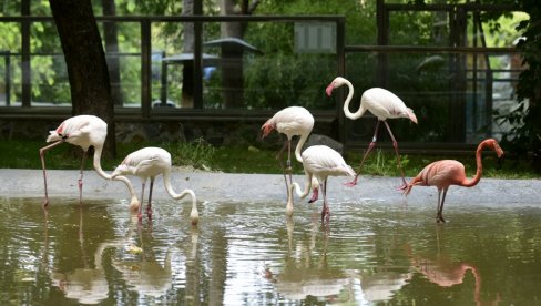 NOVI ZOOLOŠKI VRT I ZABAVNI PARK NA ADI CIGANLIJI: Na 28 hektara biće igrališta, vozić, panoramski točak, prostor za izlete...