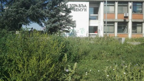 ALERGIJA VELIKI PROBLEM I U OKTOBRU: Ko je zadužen za uklanjanje ambrozije i kolike su kazne ako se to ne uradi? ALERGIJA VELIKI PROBLEM I U OKTOBRU: Ko je zadužen za uklanjanje ambrozije i kolike su kazne ako se to ne uradi?
