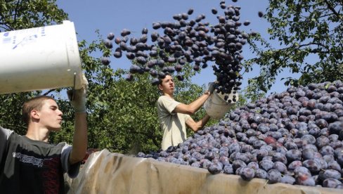 OTVARAMO VRATA KINESKOG TRŽIŠTA SA 1,4 MILIJARDE KUPACA: Čak 95 odsto srpskih proizvoda izvoziće se bez carine