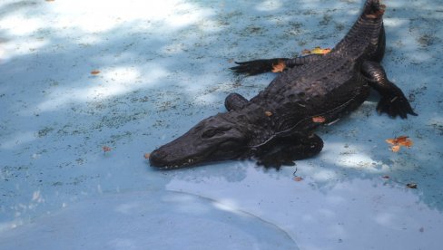 MUJA BEOGRAĐANIN VEĆ 87 GODINA: Najstariji američki aligator na svetu u prestonicu stigao tokom avgusta 1937. godine