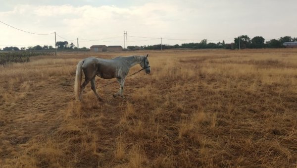 ОБРИСИ РАВНИЦЕ У СЛИЦИ: Недостаје једино ђерам (ФОТО)