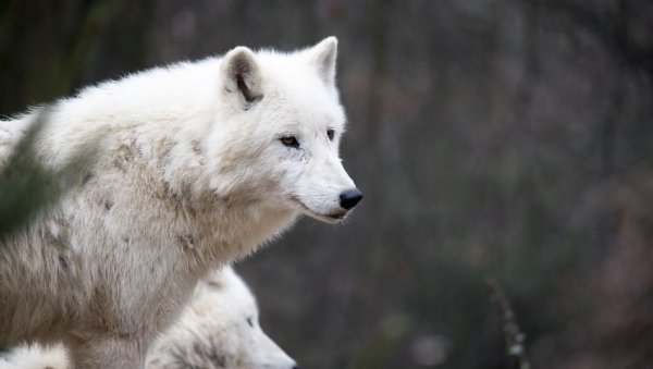 КИНЕСКИ НАУЧНИЦИ КЛОНИРАЛИ АРКТИЧКОГ ВУКА: Рођен је пре 100 дана