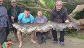 KAKVA GRDOSIJA: Laslo se zainatio i upecao kapitalca - som dugačak 2,3 metra i težak 73 kilograma! (FOTO)