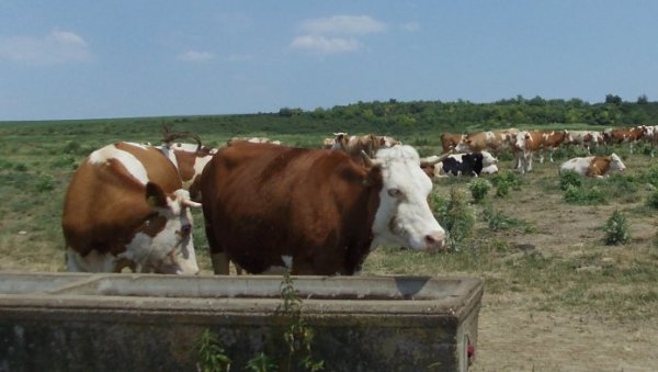 КРАВЕ ЗАРАЖЊНЕ АНТРАКСОМ: Ветеринарске службе изашле на терен - Заразну болест могу пренети и на људе