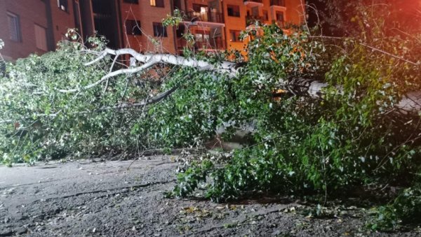 ДРВО ПАЛО НА ДЕТЕ: Ужас у Нишу, повређени дечак превезен у болницу (ФОТО/ВИДЕО)