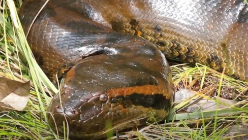 OČI NA VRH GLAVE, DEBELA KAO GUMA OD AUTA: Otkrivena nova vrsta džinovske anakonde (FOTO)