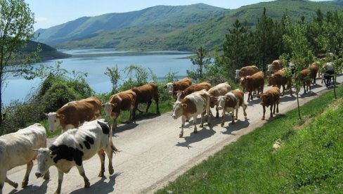 ЦЕНА ДОБРА, АЛИ НАПЛАТА СПОРА: Одгајивачи товних раса из Србије чекају сертификате за извоз