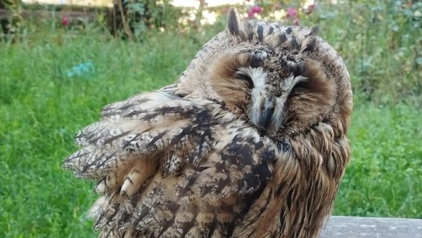 ПОСЛЕ “ЛЕТОВАЊА” У ШПАНИЈИ: Америчке сове са крузера враћају се кући